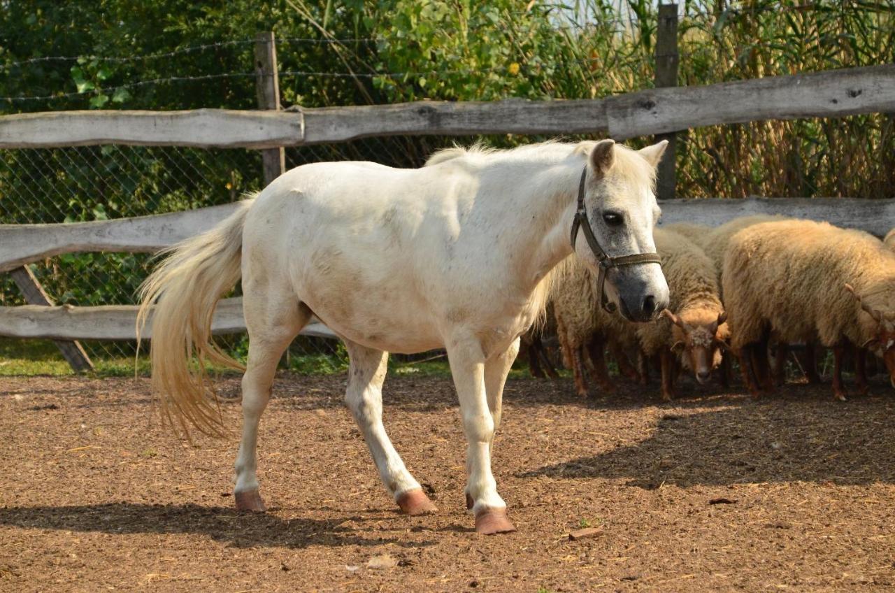 Antal-Tavi Fogado Es Horgaszparadicsom Szentes Exterior foto